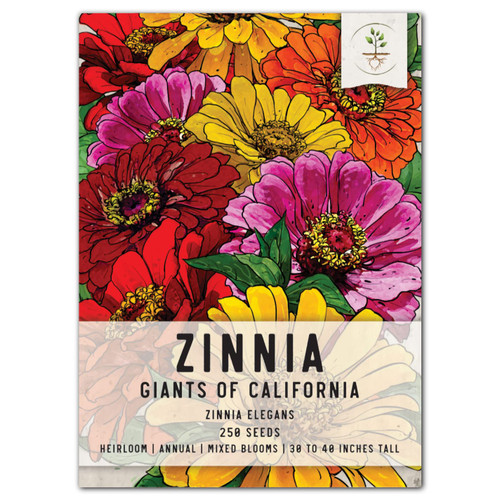 Seed Needs, California Giants Blend Zinnia Seeds for Planting (Zinnia elegans) Single Package of 250 Seeds - Heirloom & Open Pollinated