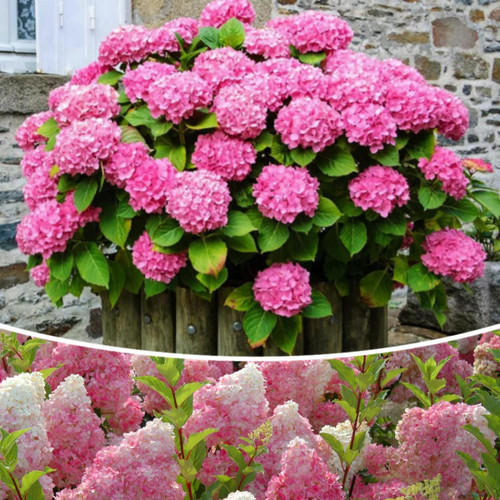 50Pcs Vanilla Strawberry Hydrangea Flower Seeds for Home Garden Planting