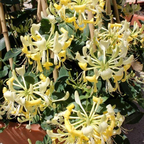 200+ Honeysuckle Flower Seeds for Planting Honeysuckle Vine,for Growing Seeds in The Garden or Home Vegetable Garden 200+ Honeysuckle Flower Seeds for Planting Honeysuckle Vine,for Growing Seeds in The Garden or Home Vegetable Garden