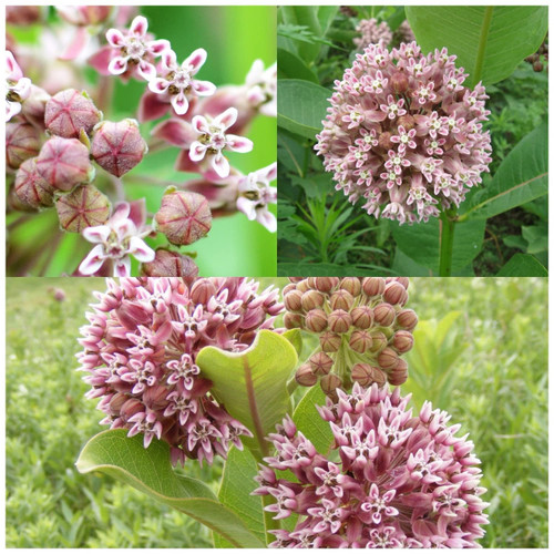 Common Milkweed Plants for Monarch Butterflies - 200 Seeds - Milkweed Seeds for Fall Planting Asclepias Syriaca Common Milkweed Plants for Monarch Butterflies - 200 Seeds - Milkweed Seeds for Fall Planting Asclepias Syriaca