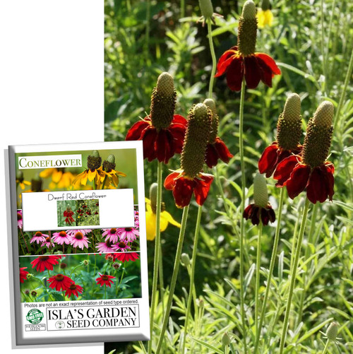 Dwarf Red Coneflower Flower Seeds for Planing, 500+ Seeds Per Packet, (Isla's Garden Seeds), Non GMO & Heirloom Seeds, Botanical Name: Ratibida columnifera, Great Home Garden Gift
