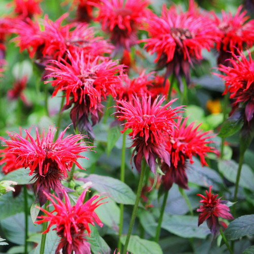Outsidepride Red Monarda Didyma Bee Balm Flowers for Butterflies, Hummingbirds, & Pollinators - 250 Seeds