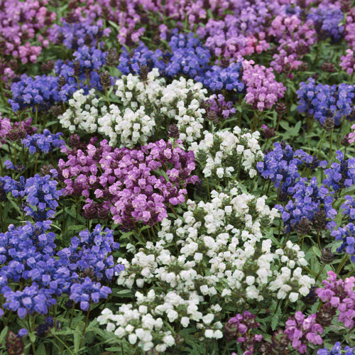 Outsidepride Perennial Prunella Ground Cover & Container Plant Mix of Flowers - 1000 Seeds Outsidepride Perennial Prunella Ground Cover & Container Plant Mix of Flowers - 1000 Seeds