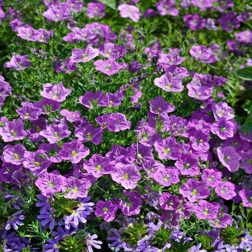 Outsidepride Nierembergia Cupflower Purple Robe Ground Cover Plant & Flowers - 5000 Seeds