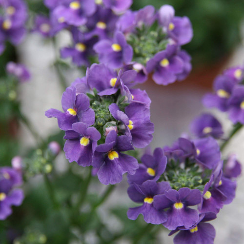 Outsidepride Nemesia Blue Gem Garden Flower & Container Plant - 5000 Seeds Outsidepride Nemesia Blue Gem Garden Flower & Container Plant - 5000 Seeds