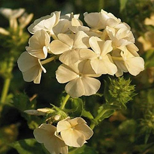 Outsidepride Phlox Yellow Ground Cover, Garden Flowers, Bedding & Container Plants - 5000 Seeds Outsidepride Phlox Yellow Ground Cover, Garden Flowers, Bedding & Container Plants - 5000 Seeds