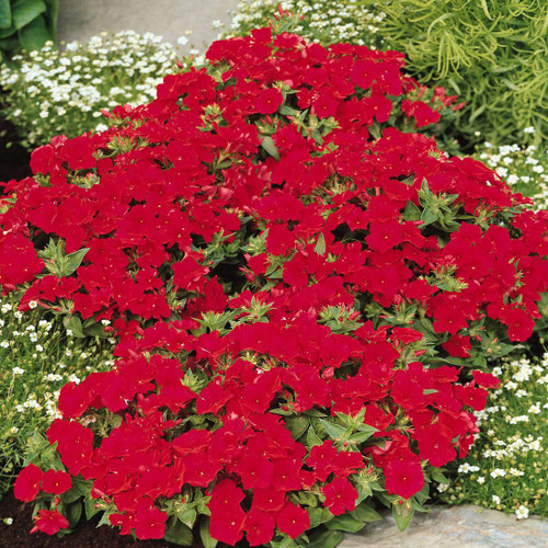 Outsidepride Scarlet Phlox for Beds, Borders, Containers & Cut Flowers - 5000 Seeds Outsidepride Scarlet Phlox for Beds, Borders, Containers & Cut Flowers - 5000 Seeds