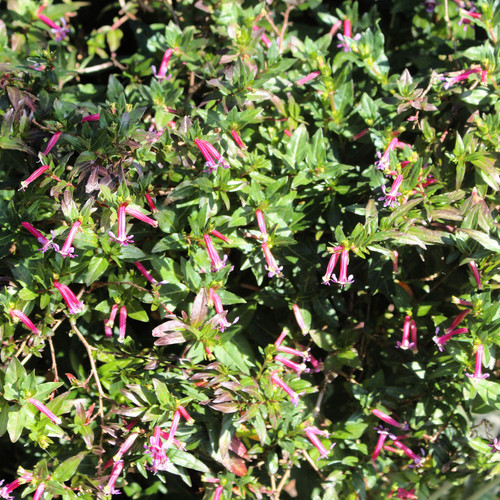 Outsidepride Cuphea Rose Mexican Cigar Plant Garden Flower Seeds for Containers, Pots, or Beds - 200 Seeds