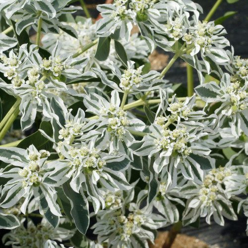 Outsidepride Euphorbia Marginata Early Snow White Flowering Ground Cover Plant - 500 Seeds
