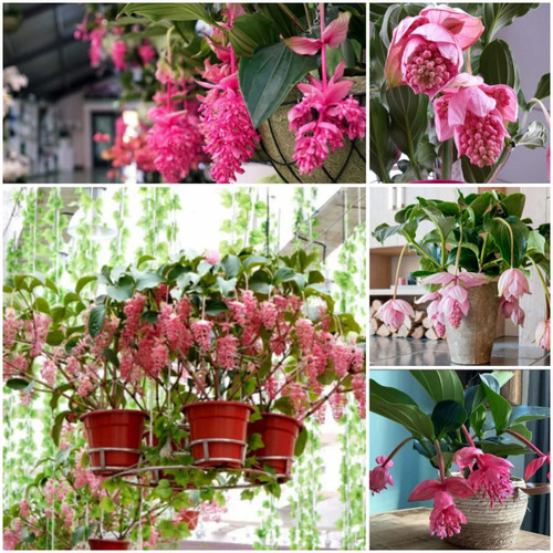 50 Medinilla Magnifica ?Pink? Flower Seeds | Fresh Seeds for Your Garden ?NOTSWOH