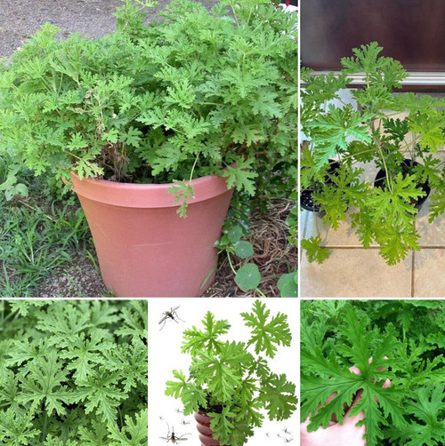 420+ Citronella Plant Seeds for Planting