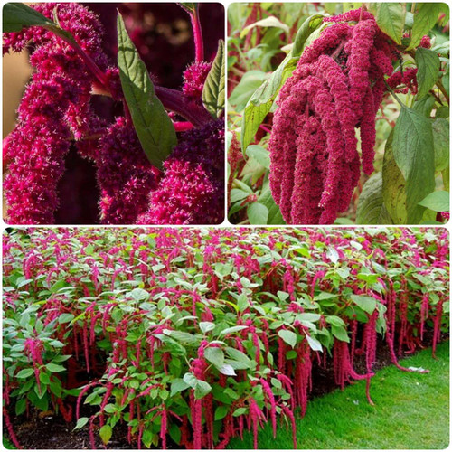 150-Amaranth Love Lies Bleeding Seeds-Garden Bush Flower 150-Amaranth Love Lies Bleeding Seeds-Garden Bush Flower