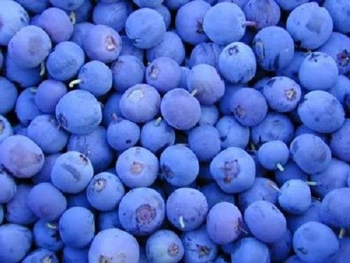 50 Northern Highbush Blueberry Bush Fruit Seeds Pre Stratified