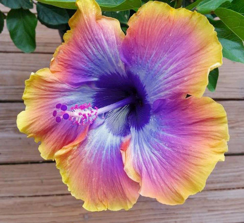 100 pcs Mix Hibiscus Luna Flower Seed Perennial Flower Garden Plant 100 pcs Mix Hibiscus Luna Flower Seed Perennial Flower Garden Plant