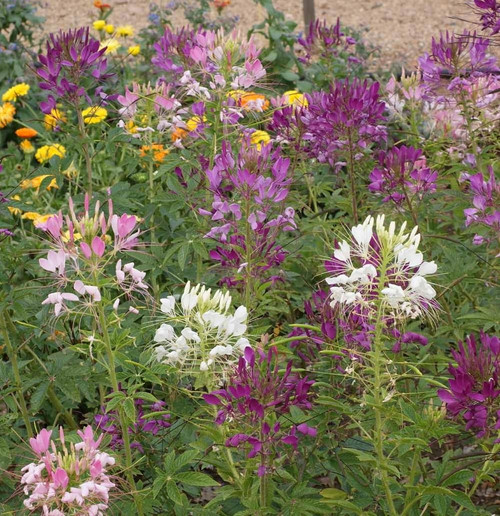 500 Spider Plant Flower Seeds Cleome hassleriana - Non-GMO - Always Fresh Seeds! - Planting Seeds for Your Home & Garden