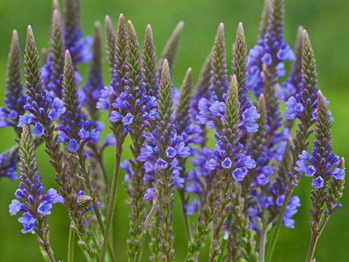 1000 Blue Vervain Flower Seeds Verbena Hastata Medicinal