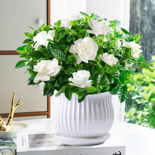 200+ Gardenia Seeds Cape Jasmine Flower Seed for Home Garden Planting