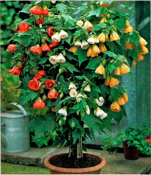 NIKA SEEDS - Flowers Indoor Abutilon Flowering Maple Ornamental Mix - 25 Seeds