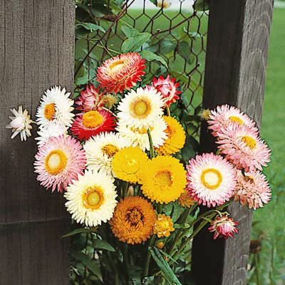 Strawflower Double Mixed Colors Seeds - UNTREATED - 50 Seeds