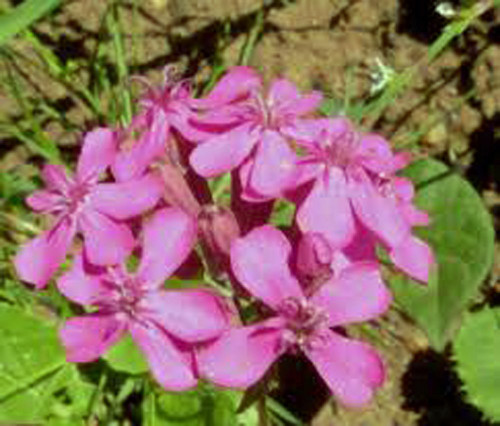Catchfly Flower Seeds, 1,000 Seeds, Beautiful, Crimson-Rose Blooms