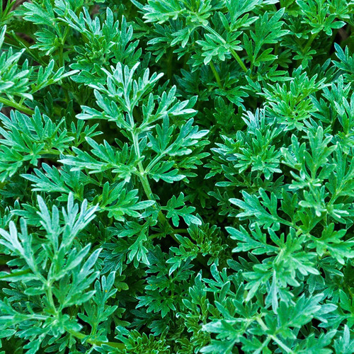 1000+ Citronella Plant Seeds for Planting Mosquito Plant Seeds Outdoor Non-GMO Heirloom Citronella Keeps Mosquitoes and pests Away 1000+ Citronella Plant Seeds for Planting Mosquito Plant Seeds Outdoor Non-GMO Heirloom Citronella Keeps Mosquitoes and pests Away