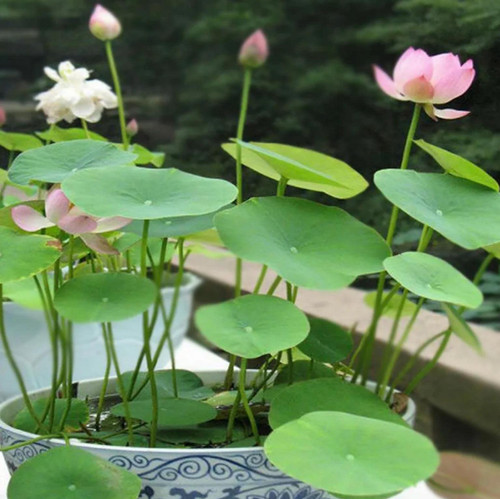 (10 Seeds) Bonsai Lotus Seeds for Planting, Water Lily Flower, Home Garden Plant Seeds, Flowering Aquatic Bonsai Plant (10)