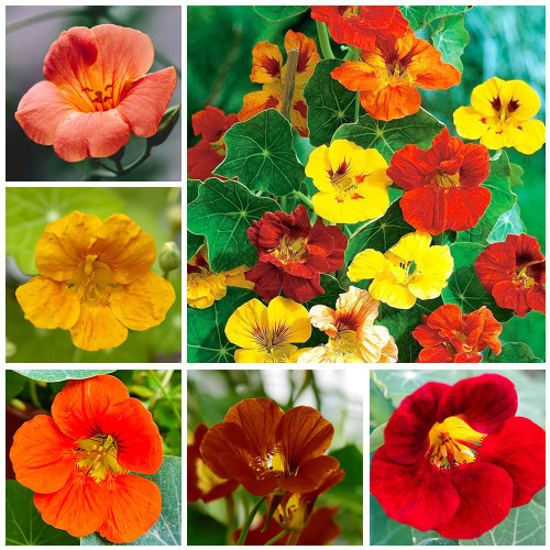 100+ Mix Nasturtium Seeds (Tropaeolum majus) Open Pollinated Easy to Grow and Attracts Pollinators