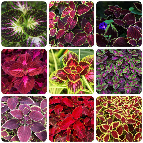 100+ Rare Mixed Coleus Flowers Seeds Rainbow Coleus Seeds for Planting Heirloom and Open Pollinated Perennial Foliage Plant 100+ Rare Mixed Coleus Flowers Seeds Rainbow Coleus Seeds for Planting Heirloom and Open Pollinated Perennial Foliage Plant