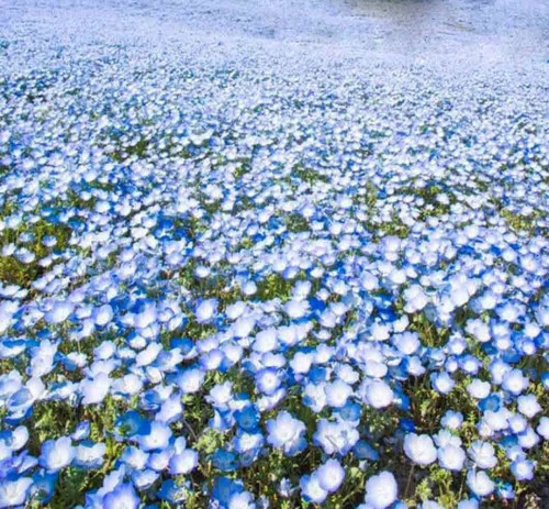 Baby Blue Eyes Flowers Groundcover Drought Tolerant Wildflower 300 Seeds