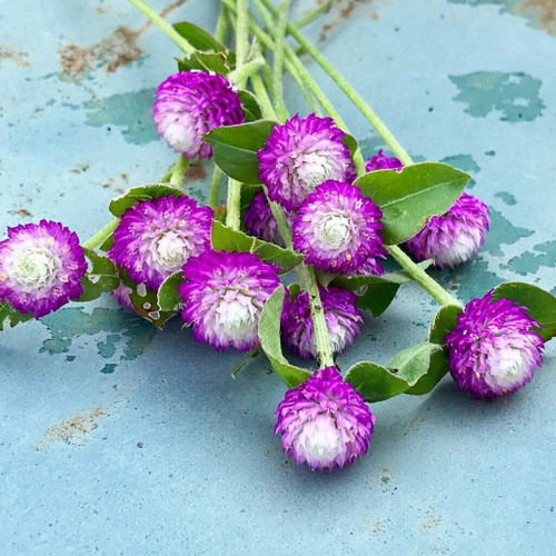 MOCCUROD 100 Seeds of Gomphrena Audray Bicolour Rose Globe Amaranth Flower Seeds