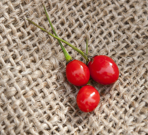 Texas Chiltepin Heirloom Pepper Premium Seed Packet + More Texas Chiltepin Heirloom Pepper Premium Seed Packet + More