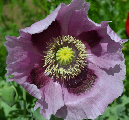 Giant Purple Poppy Papaver Somniferum Premium Seed Packet