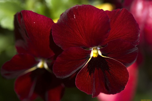 Viola Seeds Arkwright Ruby Viola Cornuta Pansies Red 40+ Seeds for Planting Long Flowering Plant