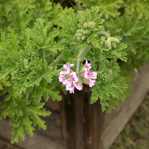 1000+ Citronella Plant Seeds Non-GMO Mosquito Plant Seeds- Home Heirloom Garden Perennial Plant Seeds for Planting 1000+ Citronella Plant Seeds Non-GMO Mosquito Plant Seeds- Home Heirloom Garden Perennial Plant Seeds for Planting