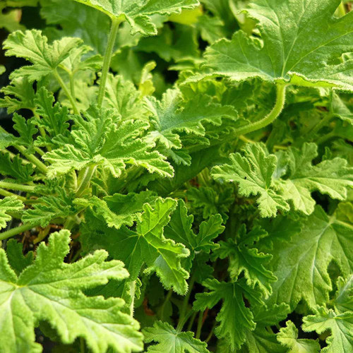1000+ Citronella Plant Seeds for Planting Outdoors - Fresh Garden Home Plant Seeds 1000+ Citronella Plant Seeds for Planting Outdoors - Fresh Garden Home Plant Seeds