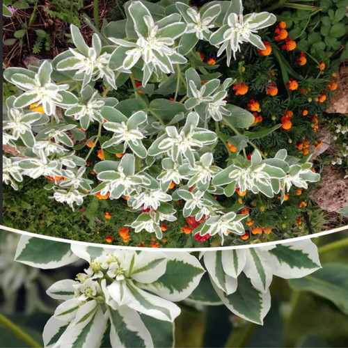 50-Snow on The Mountain Seeds/Euphorbia marginata Pursh. Seeds for Planting