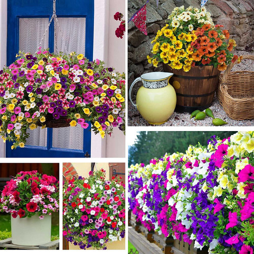 1000+ Petunia Seeds Mixed - 8 Colored Flower Annual Petunia Climbing Flower Seeds for Hanging Basket 1000+ Petunia Seeds Mixed - 8 Colored Flower Annual Petunia Climbing Flower Seeds for Hanging Basket