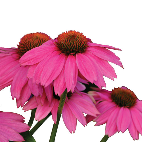 Burpee PowWow Wild Berry Echinacea Seeds 10 seeds