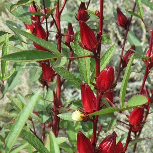 TomorrowSeeds - Red Hibiscus Roselle Seeds - 50+ Count Packet - for 2024 Hibiscus sabdariffa Burmese Chin Baung Jamaican Sour Leaf Sorrel Jamaica