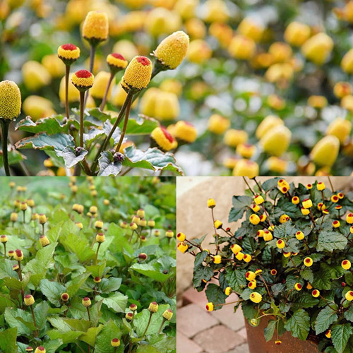 220+ Toothache Plant Seeds for Planting | Electric Daisy Seeds | Acmella Oleracea | Non-GMO Buzz Buttons Flowers Seeds to Grow