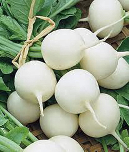 Radish Seed,Hailstone White, Heirloom, Non GMO, 200 Seeds, Radishes