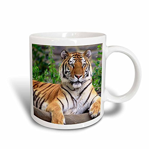 3dRose Siberian Tiger Magic Transforming Mug, 11-Ounce