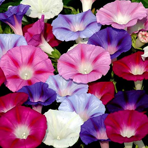 Morning Glory Multicolor Seed Mix Ipomoea 30+ Non-GMO Seeds for Planting