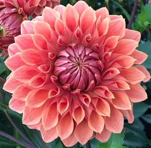 Garden Plant Seed Flower Seed Rare Mix Colors Dahlia Seeds 100 PCS
