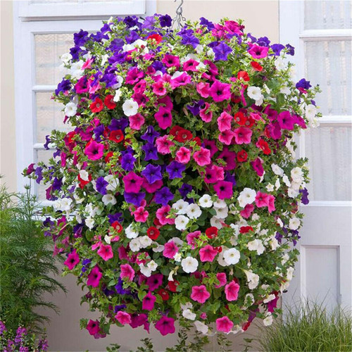 Garden Plant Seed Petunia Seeds 2000+ Trailing Petunia Colourful Mix Seeds Hanging Basket Window Box Planter Flower