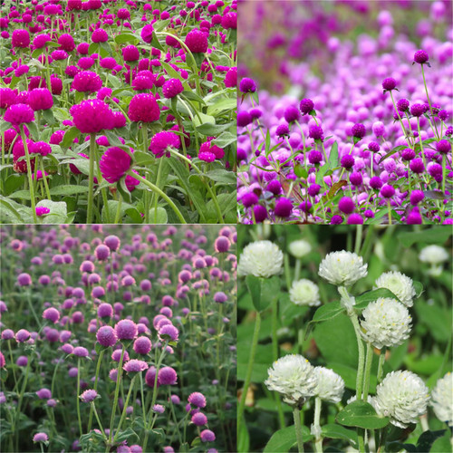 Garden Plant Seed Mixed Color 100+ Globe Amaranth Blend Flower Seeds- Colourful Gomphrena Globosa Seeds