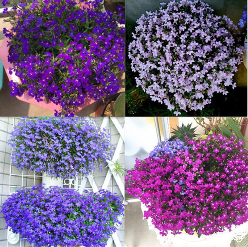 zellajake Rare Flower Seeds Color Mixing Carpet Lobelia Plant Flower Seeds - 1000 Seeds