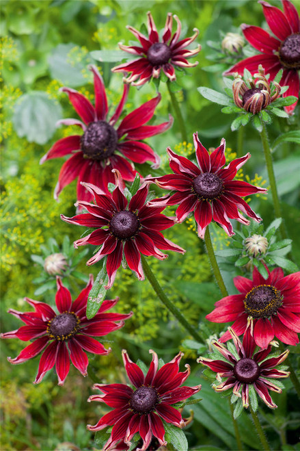 zellajake Rare Flower Seeds Plant Seeds 200 Pcs Rudbeckia Seeds - Rudbeckia hirta 'Cherry Brandy' zellajake Rare Flower Seeds Plant Seeds 200 Pcs Rudbeckia Seeds - Rudbeckia hirta 'Cherry Brandy'