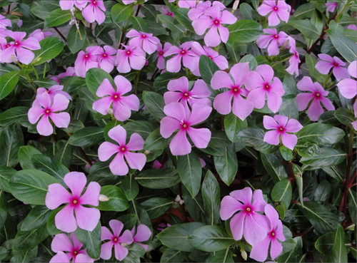 Periwinkle Dwarf Little Mix Catharanthus Seeds - 100 Seeds