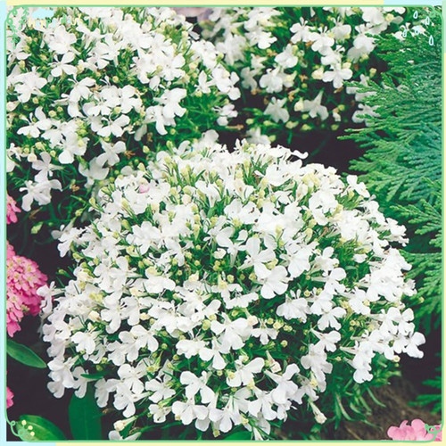 Rare Flower Plant Seeds 1000+ Lobelia Seeds - White Lady
